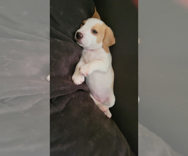 Medium Photo #6 Beagle Puppy For Sale in NEW ORLEANS, LA, USA