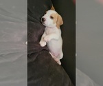 Small Photo #6 Beagle Puppy For Sale in NEW ORLEANS, LA, USA