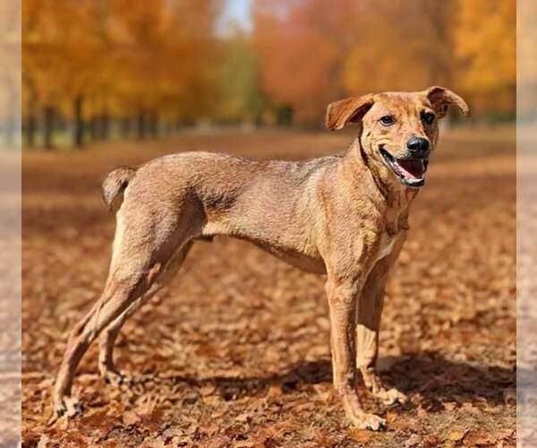 Medium Photo #6 German Pinscher-Unknown Mix Puppy For Sale in Talladega, AL, USA