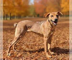 Buddy 26/743 - Male German Pinscher-Unknown Mix Dog for Adoption - Photo #6