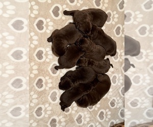 Labrador Retriever Puppy for Sale in SALISBURY, North Carolina USA