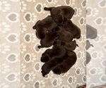 Small Labrador Retriever