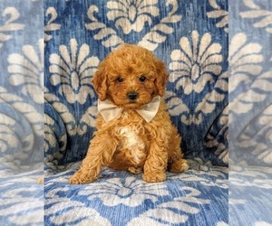 Cavapoo-Poodle (Miniature) Mix Puppy for sale in BIRD IN HAND, PA, USA