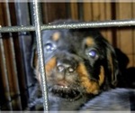 Small Photo #26 Rottweiler Puppy For Sale in RIEGELWOOD, NC, USA