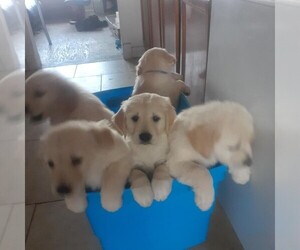 Golden Retriever Puppy for sale in TOOELE, UT, USA
