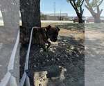 Small #2 Bullmastiff Mix