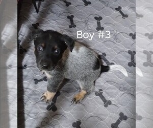 Australian Cattle Dog Puppy for sale in LAURENS, SC, USA