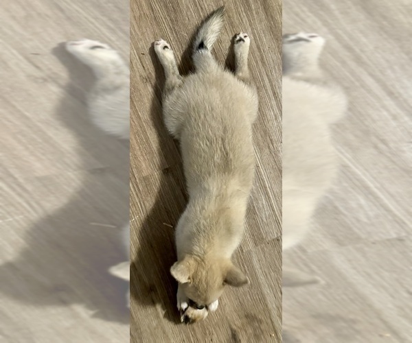 Medium Photo #119 Pomsky Puppy For Sale in LOVELAND, CO, USA