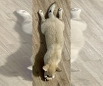 Small #118 Pomsky