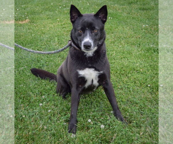 Medium Photo #3 Collie-Unknown Mix Puppy For Sale in Huntley, IL, USA