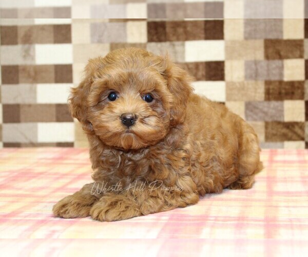 Medium Photo #2 Cavapoo Puppy For Sale in DENVER, PA, USA