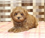 Small #1 Cavapoo
