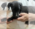 Small #2 Great Dane