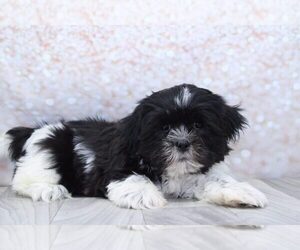 Shih Tzu Puppy for sale in MARIETTA, GA, USA