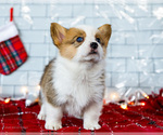 Small Photo #30 Cardigan Welsh Corgi Puppy For Sale in WAKARUSA, IN, USA