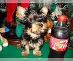 Small Photo #1 Yorkshire Terrier Puppy For Sale in BETHLEHEM, GA, USA