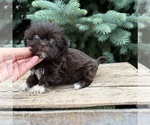 Small #3 Shih Tzu