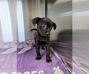 Mutt Dogs for adoption in Evansville, IN, USA