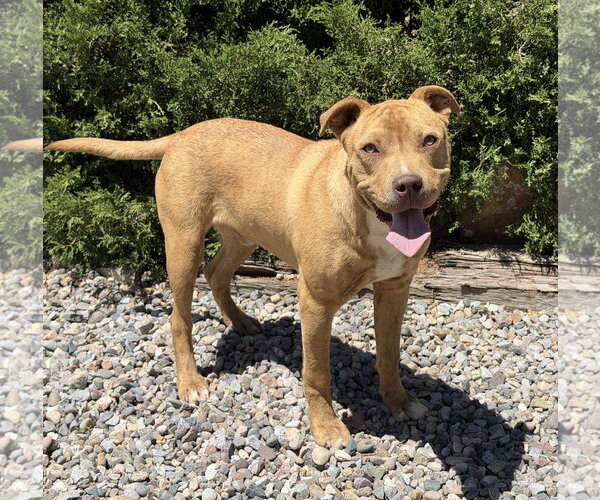 Medium Photo #2 American Staffordshire Terrier Puppy For Sale in Albuquerque, NM, USA