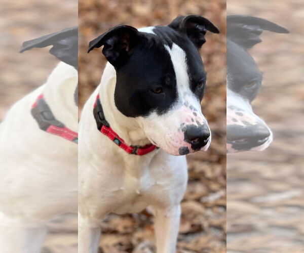Medium Photo #2 Boxer Puppy For Sale in Parker Ford, PA, USA