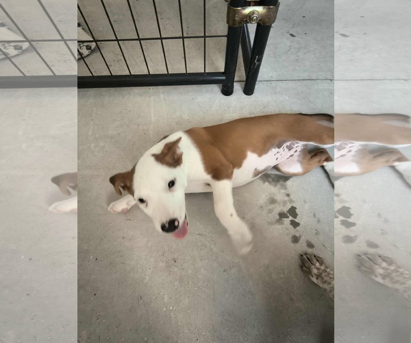 Medium Photo #2 Beagle-Unknown Mix Puppy For Sale in Stover, MO, USA