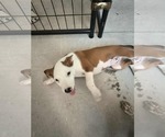 Small #1 Beagle Mix
