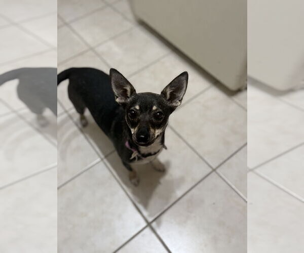 Medium Photo #4 Chihuahua-Unknown Mix Puppy For Sale in Valrico, FL, USA
