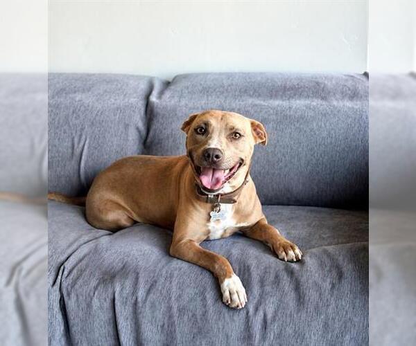 Medium Photo #1 Mutt Puppy For Sale in San Martin, CA, USA