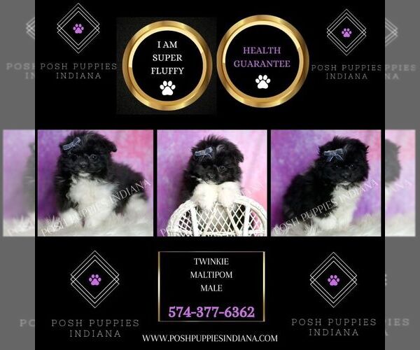 Medium Photo #2 Maltipom Puppy For Sale in WARSAW, IN, USA