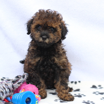 Medium Photo #1 Poochon Puppy For Sale in GAP, PA, USA