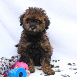 Poochon Puppy for sale in GAP, PA, USA