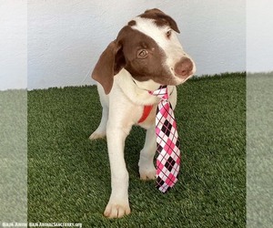 Dante - Male Lab-Pointer Dog for Adoption - Photo #2