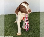 Small Photo #2 Lab-Pointer Puppy For Sale in San Diego, CA, USA