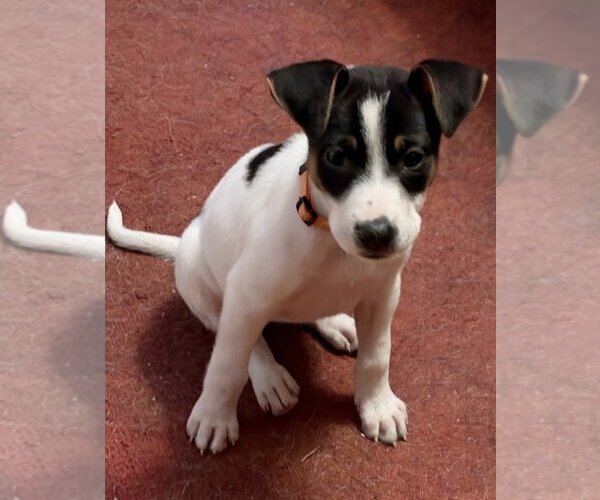 Medium Photo #2 Labrador Retriever-Unknown Mix Puppy For Sale in Mundelein, IL, USA