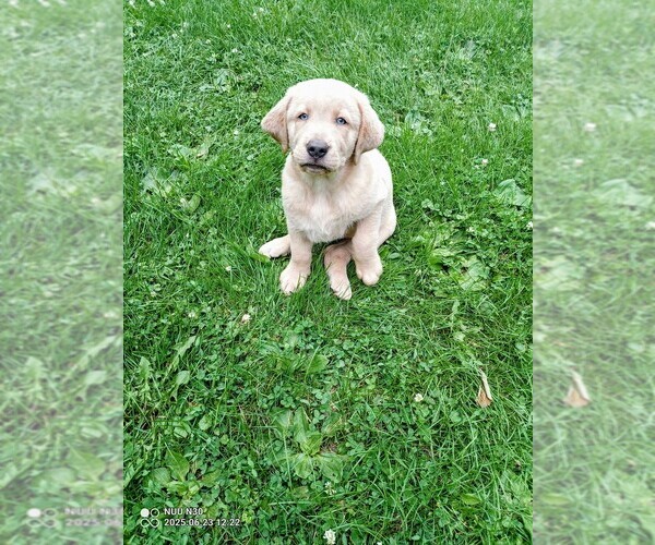 Medium Photo #1 Labrador Retriever Puppy For Sale in DES MOINES, IA, USA