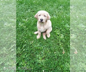 Medium Labrador Retriever