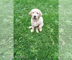 Puppy Cupcake Labrador Retriever