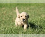 Small Photo #2 Golden Retriever Puppy For Sale in CLOVIS, CA, USA
