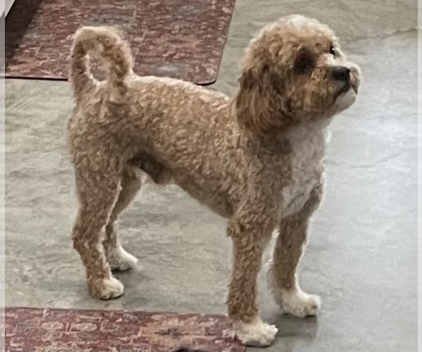 Medium Photo #1 Shih-Poo Puppy For Sale in SAINTE GENEVIEVE, MO, USA