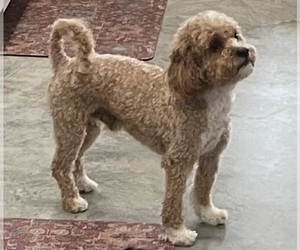 Father of the Shih-Poo puppies born on 03/09/2026