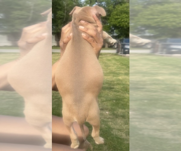 Medium Photo #42 American Bully Puppy For Sale in LAKE STATION, IN, USA