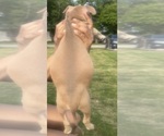 Small Photo #42 American Bully Puppy For Sale in LAKE STATION, IN, USA