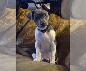 Chihuahua-Unknown Mix Dogs for adoption in Yuba City, CA, USA