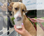 Small #1 American Pit Bull Terrier Mix