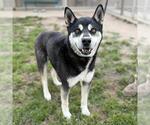 Small Siberian Husky Mix