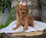Small Photo #32 Cavapoo Puppy For Sale in GOSHEN, IN, USA