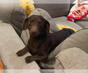 Dachshund-Unknown Mix Dogs for adoption in Minneapolis, MN, USA