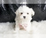 Small #3 Maltese