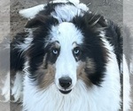 Image preview for Ad Listing. Nickname: Blue Merle M