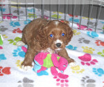 Small Photo #3 Cocker Spaniel-Poodle (Miniature) Mix Puppy For Sale in ORO VALLEY, AZ, USA